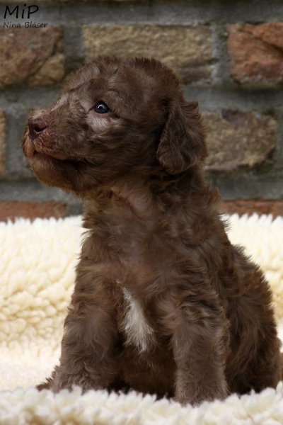 2011-05-28 Puppies Candy & Svet (40).jpg